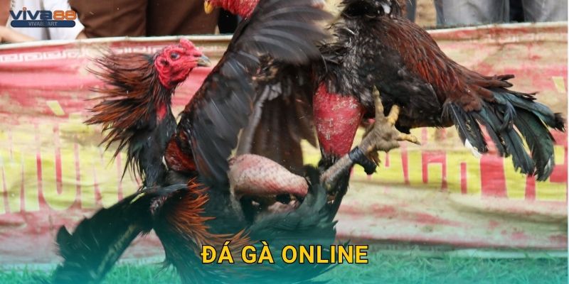 Đá gà online sôi động – Đỉnh cao giải trí tại Viva88