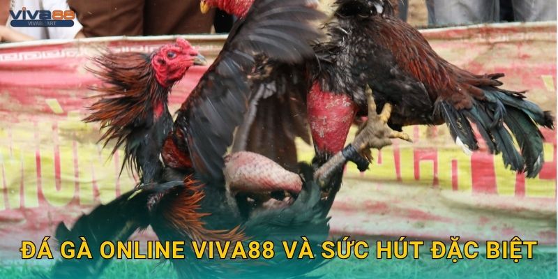 Đá gà online Viva88 và sức hút đặc biệt