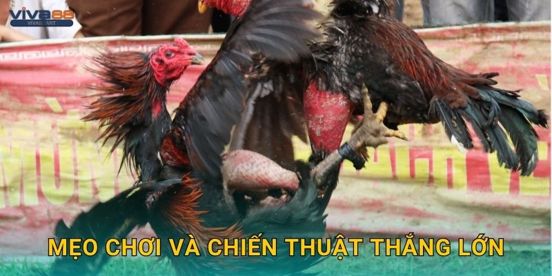 Mẹo chơi và chiến thuật thắng lớn