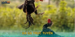 Đá gà trực tuyến: Trải nghiệm sống động – Đặt cược hấp dẫn tại Viva88