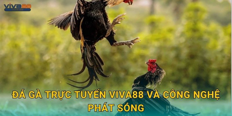 Đá gà trực tuyến Viva88 và công nghệ phát sóng