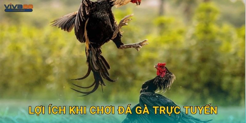 Lợi ích khi chơi đá gà trực tuyến