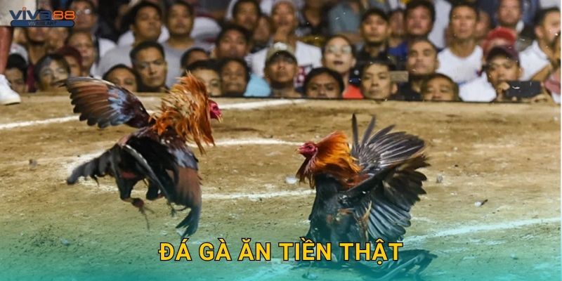 Đá gà ăn tiền thật – Cơ hội thắng lớn tại Viva88