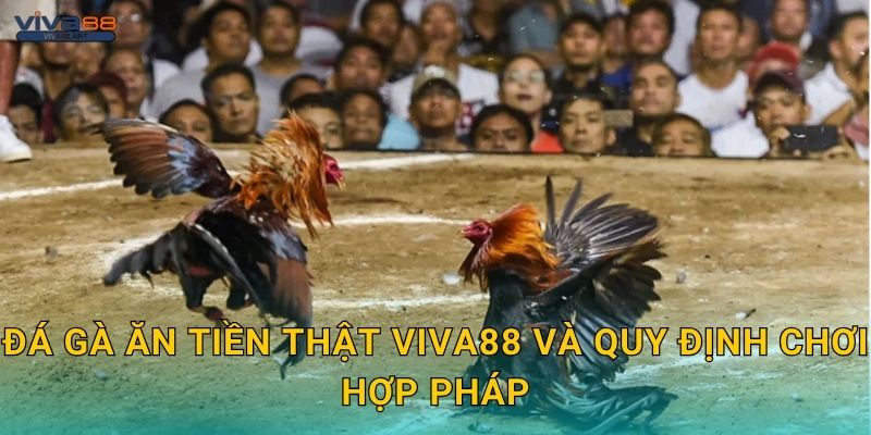 Đá gà ăn tiền thật Viva88 và quy định chơi hợp pháp