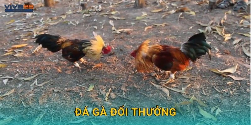 Đá gà đổi thưởng: Giải trí thông minh – Nhận quà hấp dẫn tại Viva88