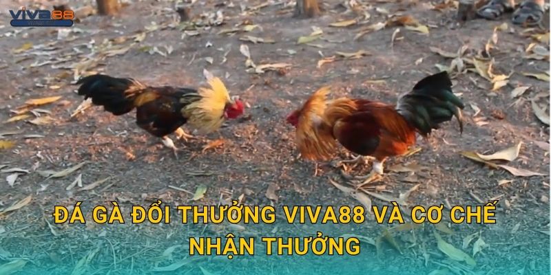 Đá gà đổi thưởng Viva88 và cơ chế nhận thưởng