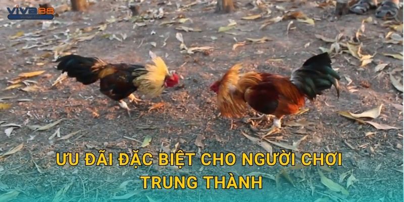 Ưu đãi đặc biệt cho người chơi trung thành