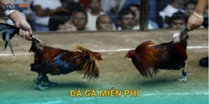 Đá gà miễn phí – Khám phá đấu trường thử tại Viva88