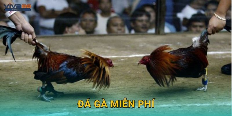 Đá gà miễn phí – Khám phá đấu trường thử tại Viva88