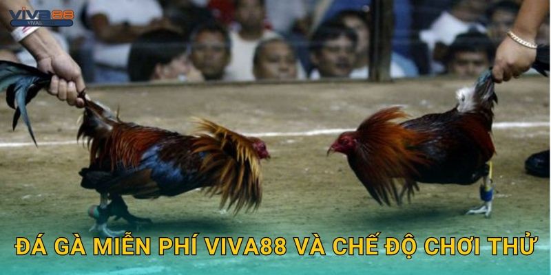 Đá gà miễn phí Viva88 và chế độ chơi thử