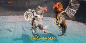 Đá gà Thomo: Nguồn gốc Campuchia – Đỉnh cao tại Viva88