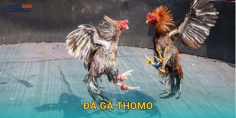 Đá gà Thomo: Nguồn gốc Campuchia – Đỉnh cao tại Viva88