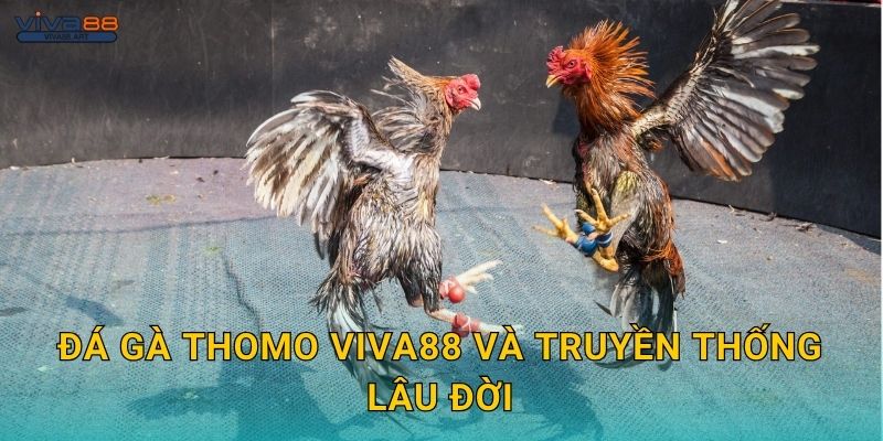 Đá gà Thomo Viva88 và truyền thống lâu đời