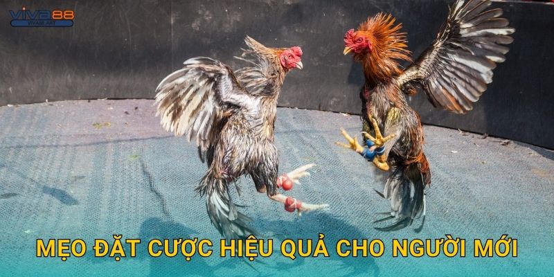 Mẹo đặt cược hiệu quả cho người mới