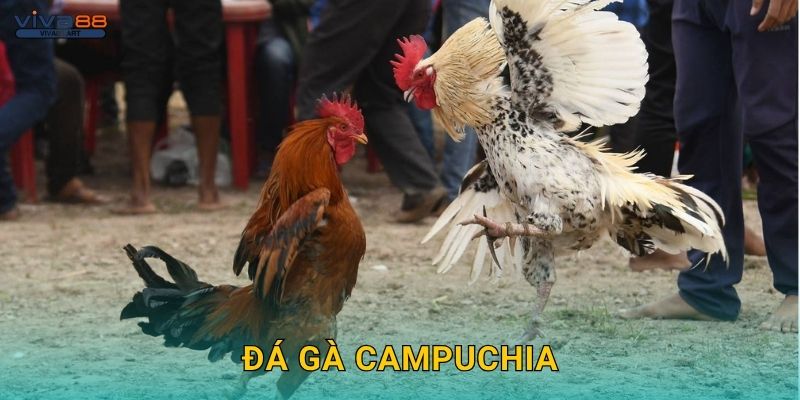 Đá gà Campuchia: Tinh hoa võ gà – Trải nghiệm tại Viva88