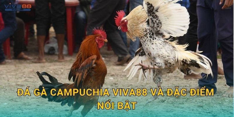 Đá gà Campuchia Viva88 và đặc điểm nổi bật
