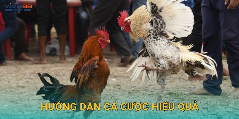 Hướng dẫn cá cược hiệu quả