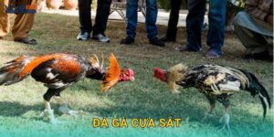 Đá gà cựa sắt – Cuộc chiến tốc độ và kịch tính tại Viva88