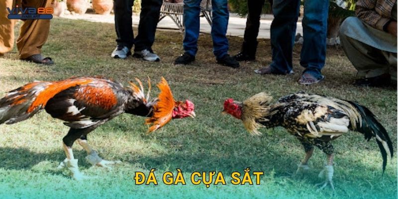 Đá gà cựa sắt – Cuộc chiến tốc độ và kịch tính tại Viva88