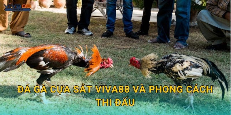Đá gà cựa sắt Viva88 và phong cách thi đấu