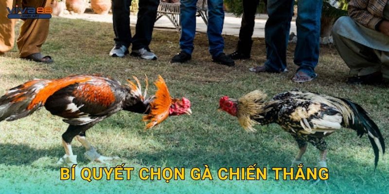 Bí quyết chọn gà chiến thắng