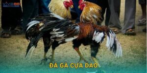 Đá gà cựa dao: Sức mạnh và tốc độ – Thử thách tại Viva88