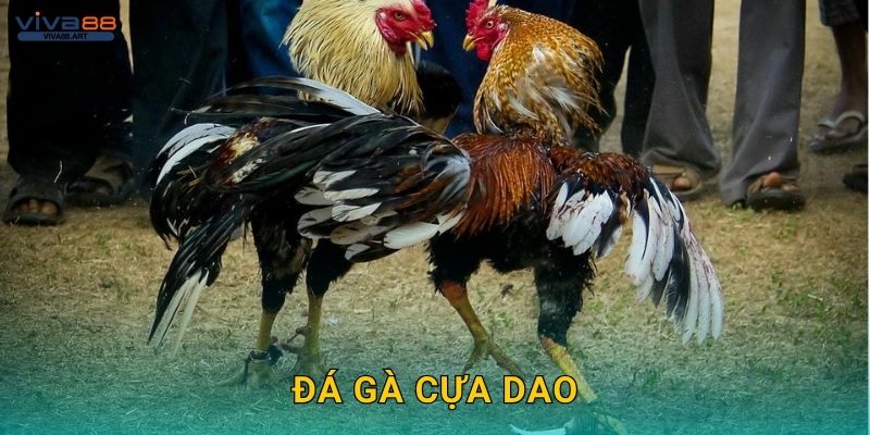 Đá gà cựa dao: Sức mạnh và tốc độ – Thử thách tại Viva88