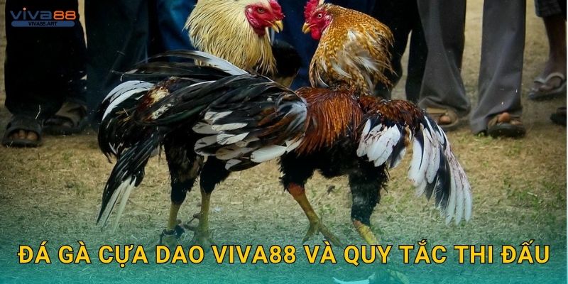 Đá gà cựa dao Viva88 và quy tắc thi đấu