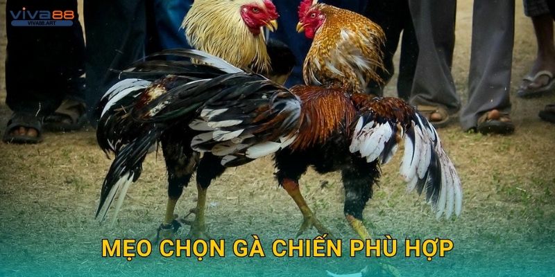 Mẹo chọn gà chiến phù hợp