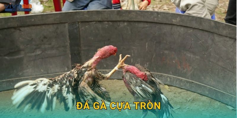 Đá gà cựa tròn – Cuộc so tài kỹ thuật độc đáo tại Viva88