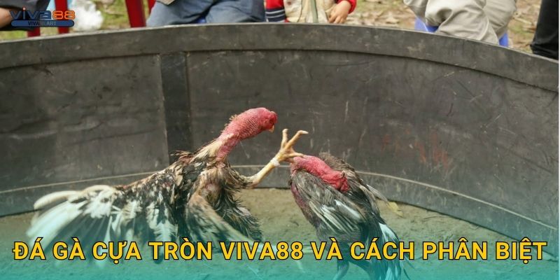 Đá gà cựa tròn Viva88 và cách phân biệt