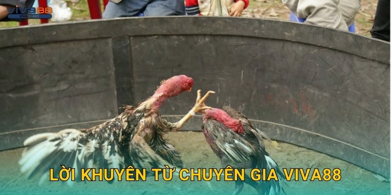 Lời khuyên từ chuyên gia Viva88
