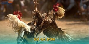 Đá gà đòn – Môn thể thao truyền thống được yêu thích tại Viva88