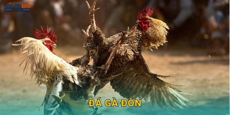 Đá gà đòn – Môn thể thao truyền thống được yêu thích tại Viva88