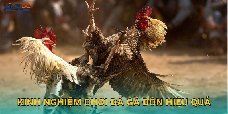 Kinh nghiệm chơi đá gà đòn hiệu quả