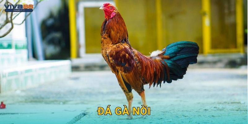 Đá gà nòi – Di sản truyền thống Việt tỏa sáng tại Viva88