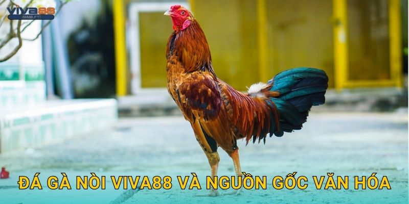 Đá gà nòi Viva88 và nguồn gốc văn hóa