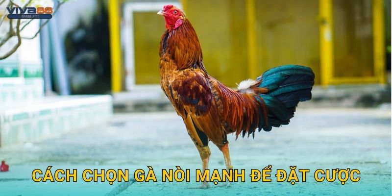 Cách chọn gà nòi mạnh để đặt cược