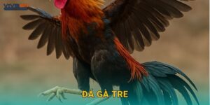 Đá gà tre: Kỹ thuật tinh tế – Sức mạnh nhỏ gọn tại Viva88