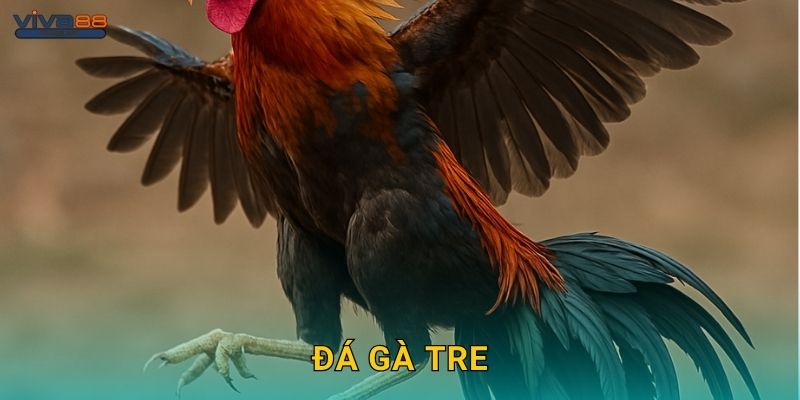 Đá gà tre: Kỹ thuật tinh tế – Sức mạnh nhỏ gọn tại Viva88