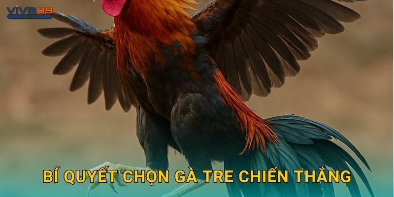Bí quyết chọn gà tre chiến thắng