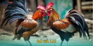 Đá gà lai – Sự kết hợp hoàn hảo của sức mạnh tại Viva88