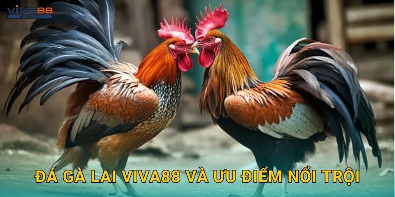Đá gà lai Viva88 và ưu điểm nổi trội