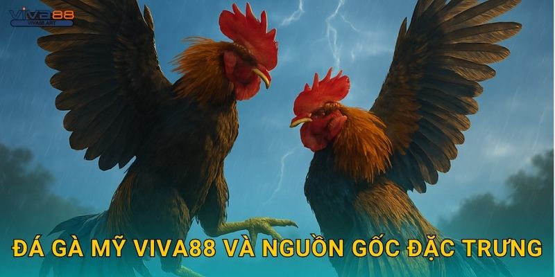 Đá gà Mỹ Viva88 và nguồn gốc đặc trưng