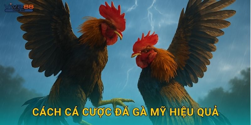 Cách cá cược đá gà Mỹ hiệu quả