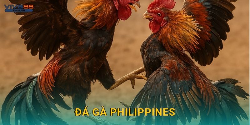 Đá gà Philippines: Truyền thống lâu đời – Sôi động tại Viva88