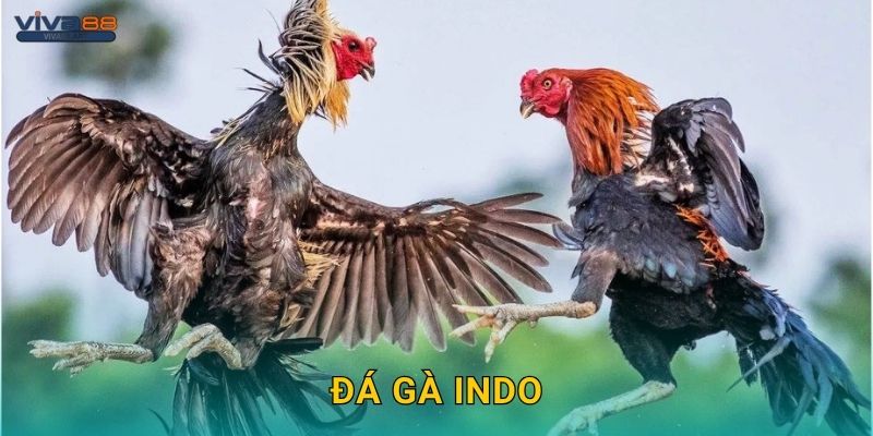 Đá gà Indo – Phong cách chiến thuật độc đáo tại Viva88