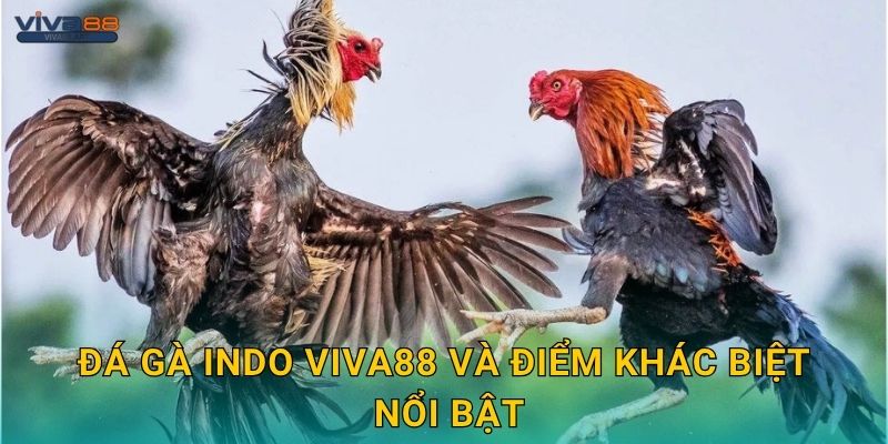 Đá gà Indo Viva88 và điểm khác biệt nổi bật