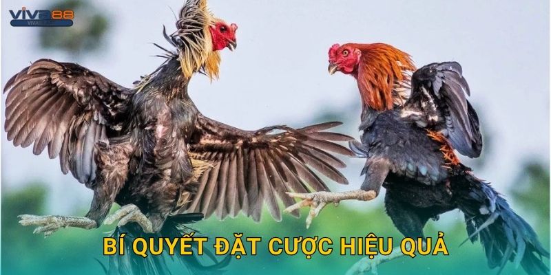 Bí quyết đặt cược hiệu quả