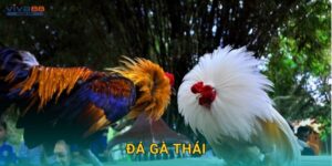 Đá gà Thái – Sự kết hợp giữa nghệ thuật và sức mạnh tại Viva88